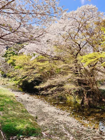 春うららかな渓流と桜の便り