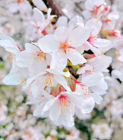 桜の雨粒が描く春の瞬間