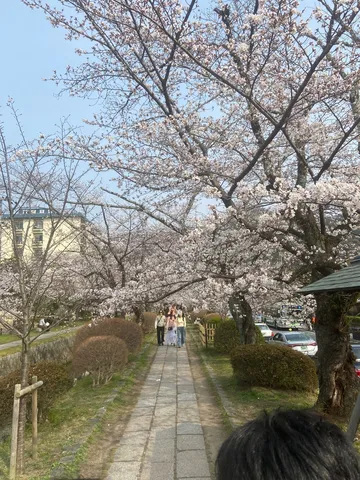 桜並木とお散歩日和