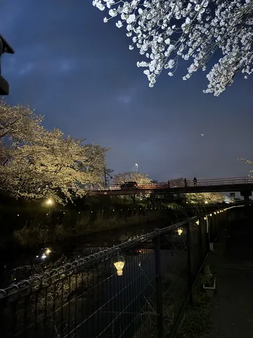 夜桜と灯りの小径