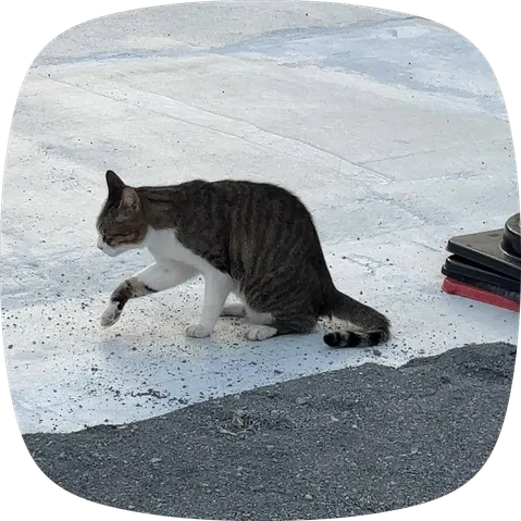 白い床で猫の一歩