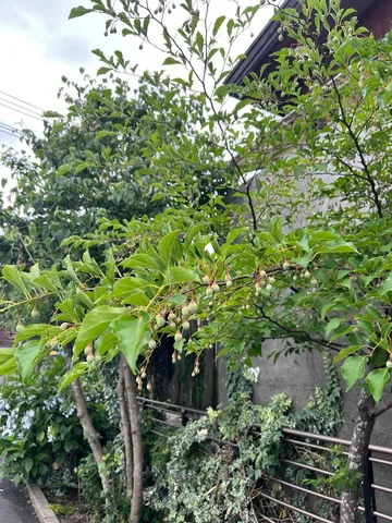 雨上がりの緑、静かな風景