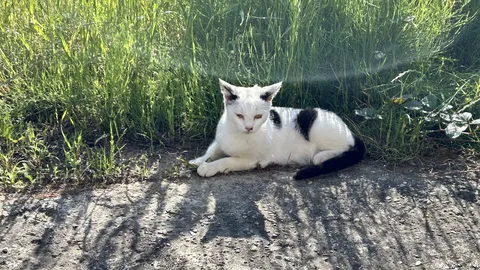 日差しの中のんびり猫さん