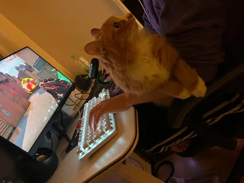 ゲーマーの相棒、癒やしの猫