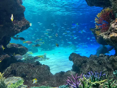 熱帯魚たちの賑やかな楽園