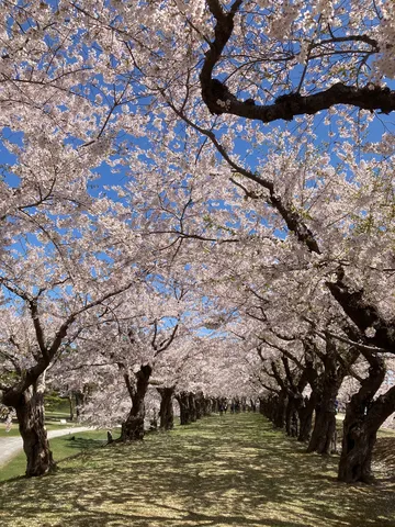桜並木に包まれる道