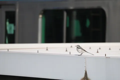 駅のホームで待つ、旅鳥
