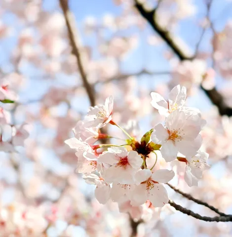 春風に揺れる桜、儚げな美しさ