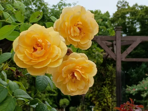 夏庭に咲く黄の薫り