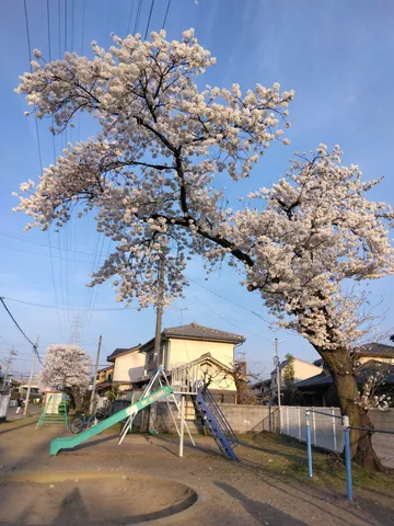 春風と桜、子供たちの遊び場