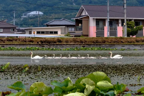 静寂の水面、白鳥の家族
