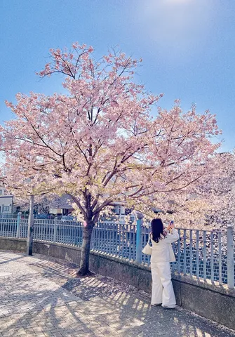 桜彩る、春の記憶を写す