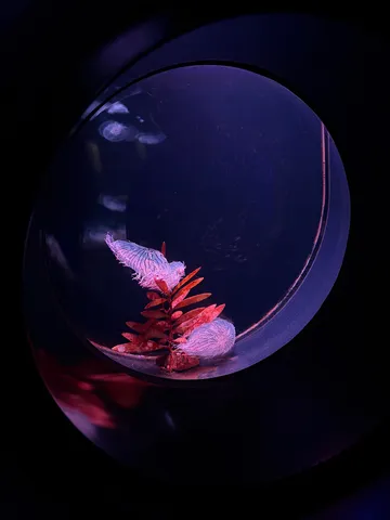 静寂の海中、光るクラゲと水草