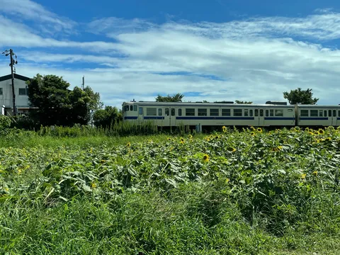 ひまわり畑と夏の列車