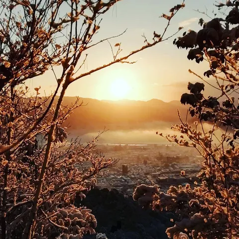 雪枝越しに輝く街と朝陽