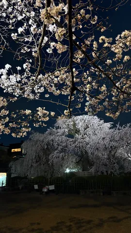 桜、夜の部、輝き増し増し！