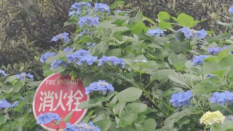 紫陽花と消火栓、不思議な取り合わせ