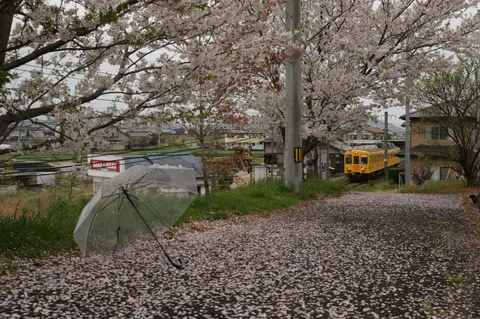 散りゆく桜と走る黄色い電車