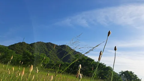 風にそよぐ穂と青い空
