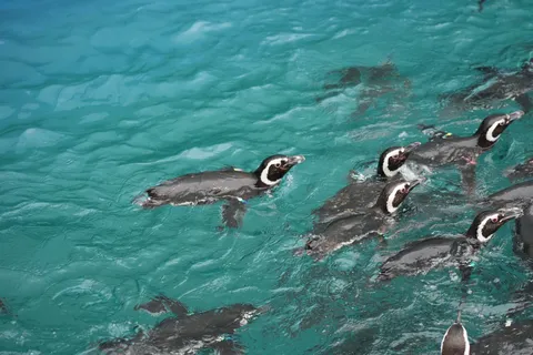 ペンギンの群れ、海をゆく