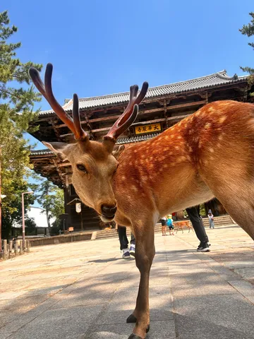 悠然たる角と古刹