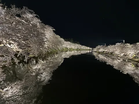 夜桜