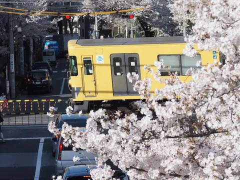 春満開、電車の旅