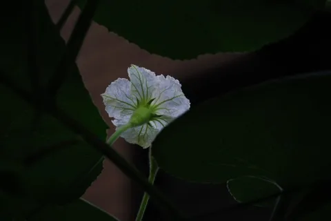 見上げる白い花弁