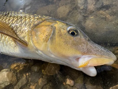 清流に潜む魚の横顔