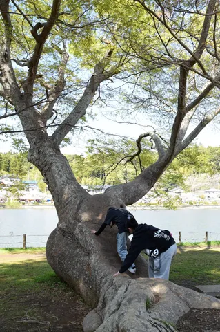 大木と探検する人影