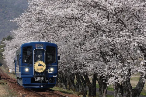 桜舞う、清流号の春景色