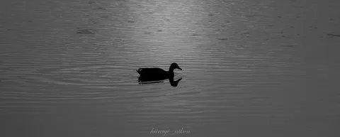 水面を泳ぐ影の余韻