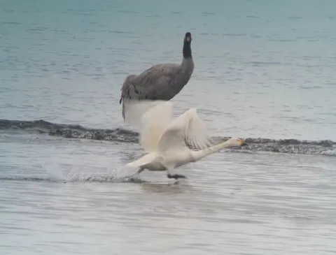 水面を蹴る白鳥、悠然と見守る鶴