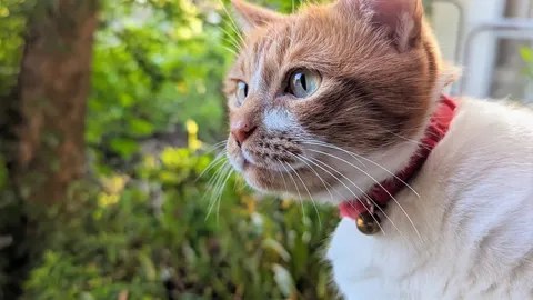 猫ちゃんの冒険、始まる。