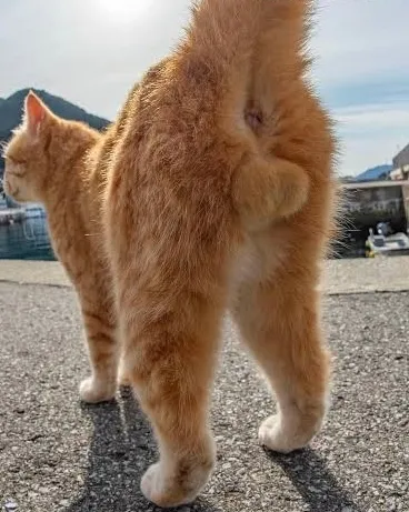 後ろ姿に宿る、猫の気配