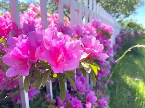 ピンクのフェンスとお花畑
