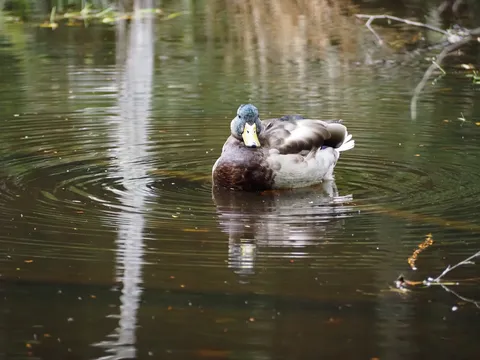 水面に浮かぶ静かな瞬き
