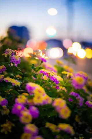 光に溶ける花々の夜