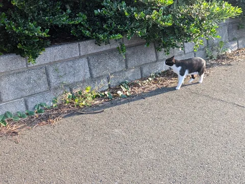 壁際の白黒猫、散歩道