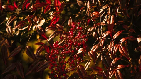 紅葉と小さな果実の灯り
