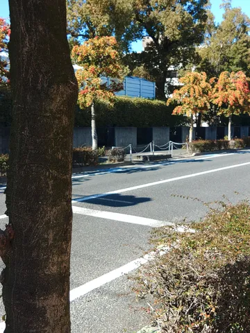 木漏れ日と晩秋の並木道