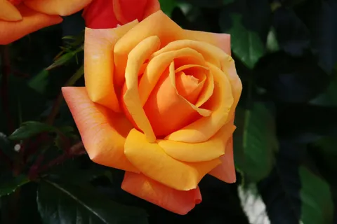 咲き誇るオレンジの薔薇
