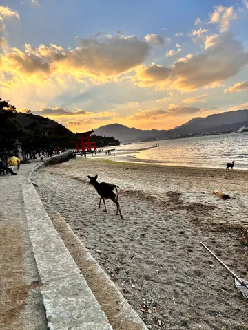 夕焼けと鳥居と、鹿の砂浜散歩