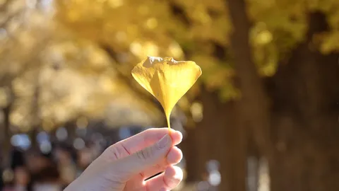 陽に透ける一枚のイチョウ