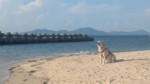 海辺で見つめる静かな一瞬