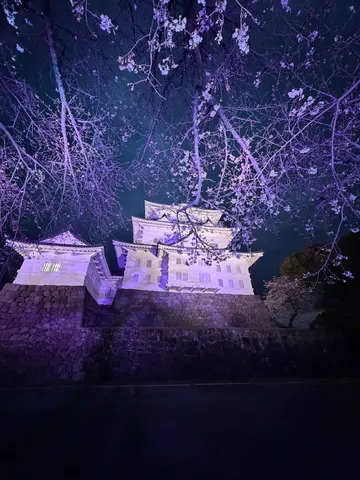 夜桜と古城の幻想的な共演