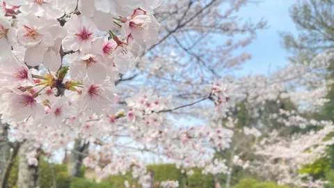 桜シャワー浴びちゃった