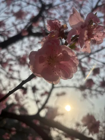 陽光に透ける花びら