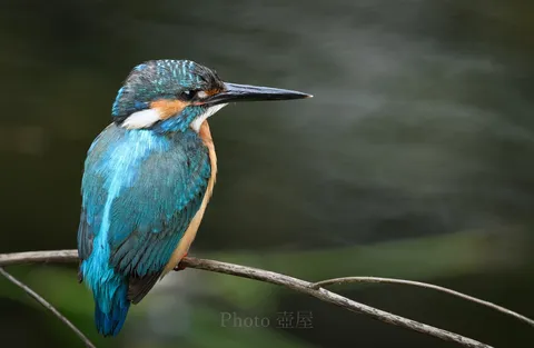 水辺の宝石、静寂を纏う