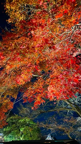 夜空に燃える紅葉